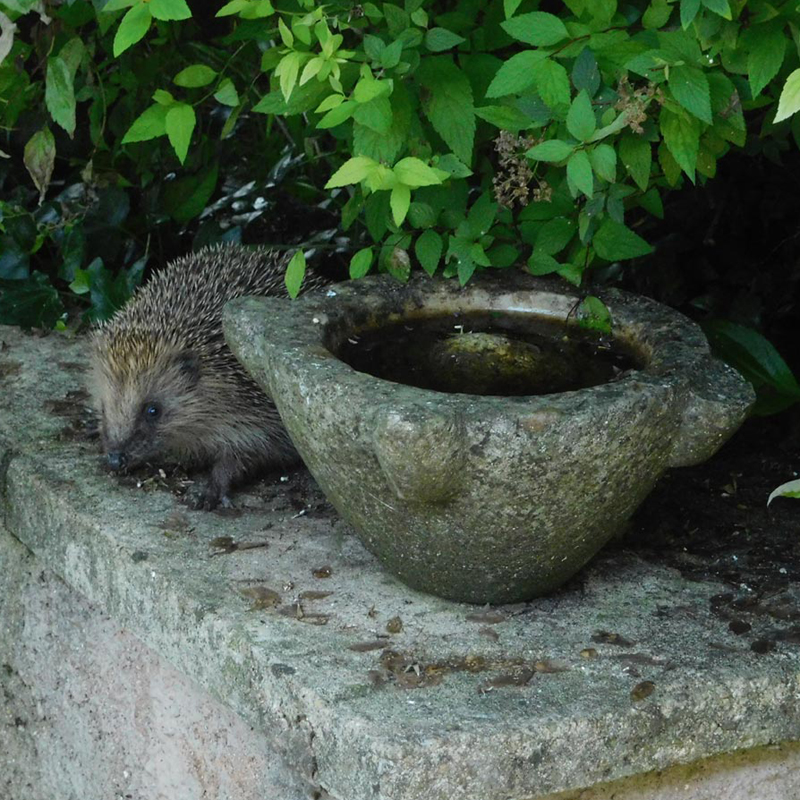 Wildlife
