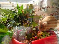 Mice