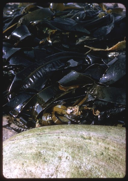 wrack.jpg