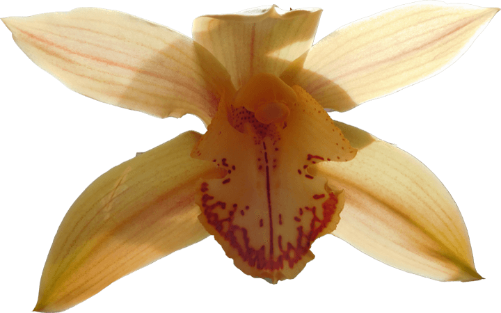 Image 05