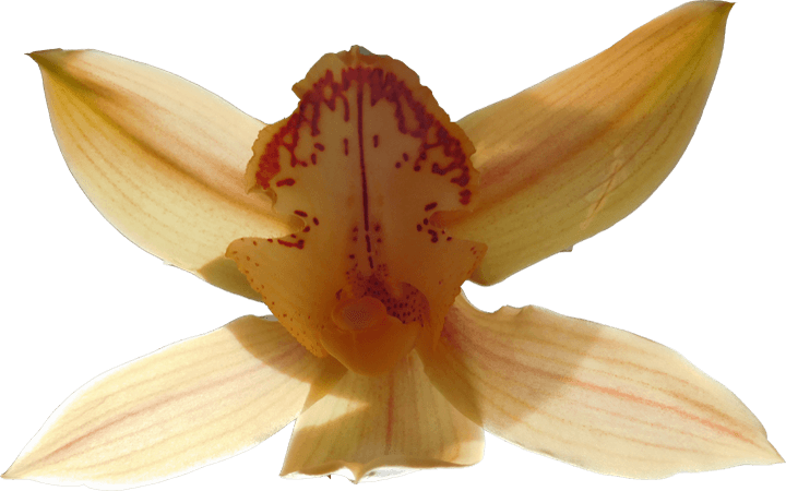 Image 06