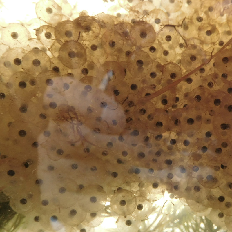 Frog spawn
