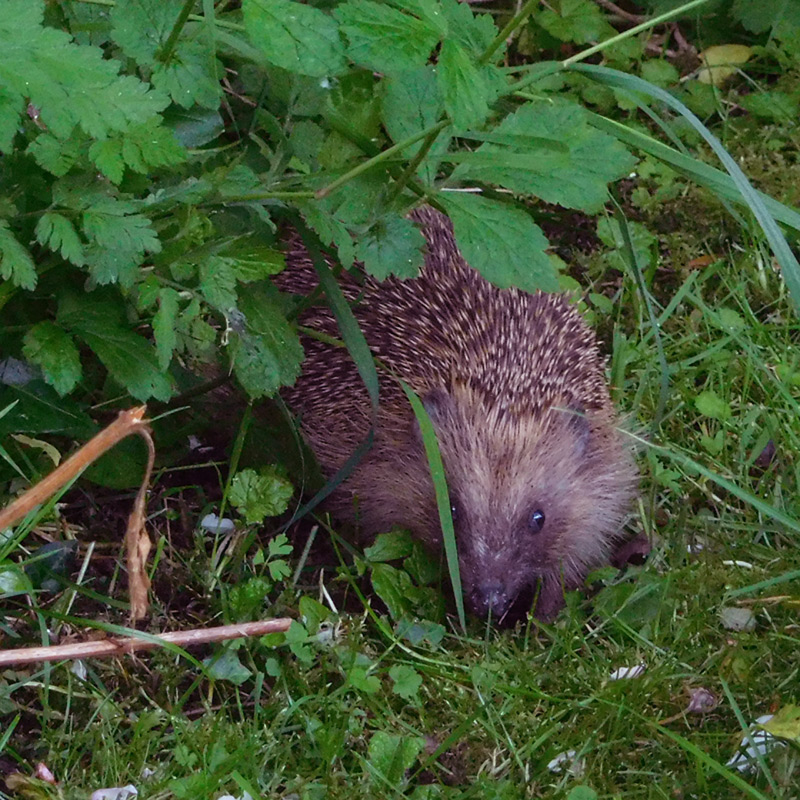 Hedgehog